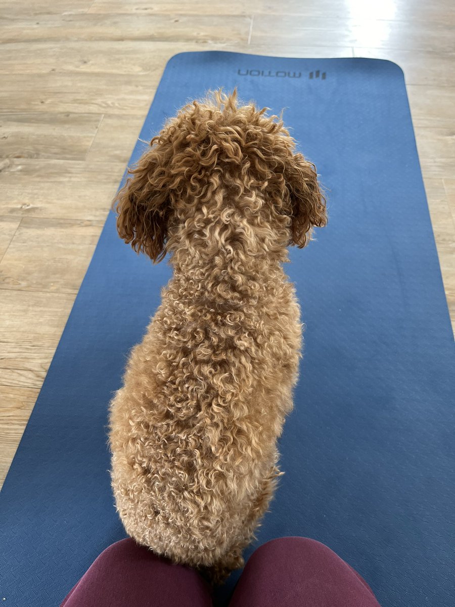 katebateman's tweet image. When you’re trying your best to do some yoga, and your #toypoodle shows you how to do the perfect downward dog. Thanks, Monty. #yoga #yogadog #downwarddog #toypoodle #toypoodlelove #amwriting #authorlife