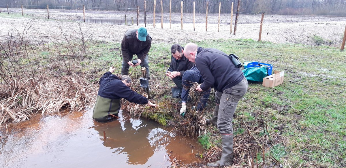 Onze Emma Cartuyvels en @AdriaensTim zijn met @LIFEMICA1 genomineerd voor een @LNatura2000 Award voor initiatieven die inzetten op het behoud van de meest waardevolle soorten en natuurgebieden van Europa. Stem nu! bit.ly/4aPJTx9