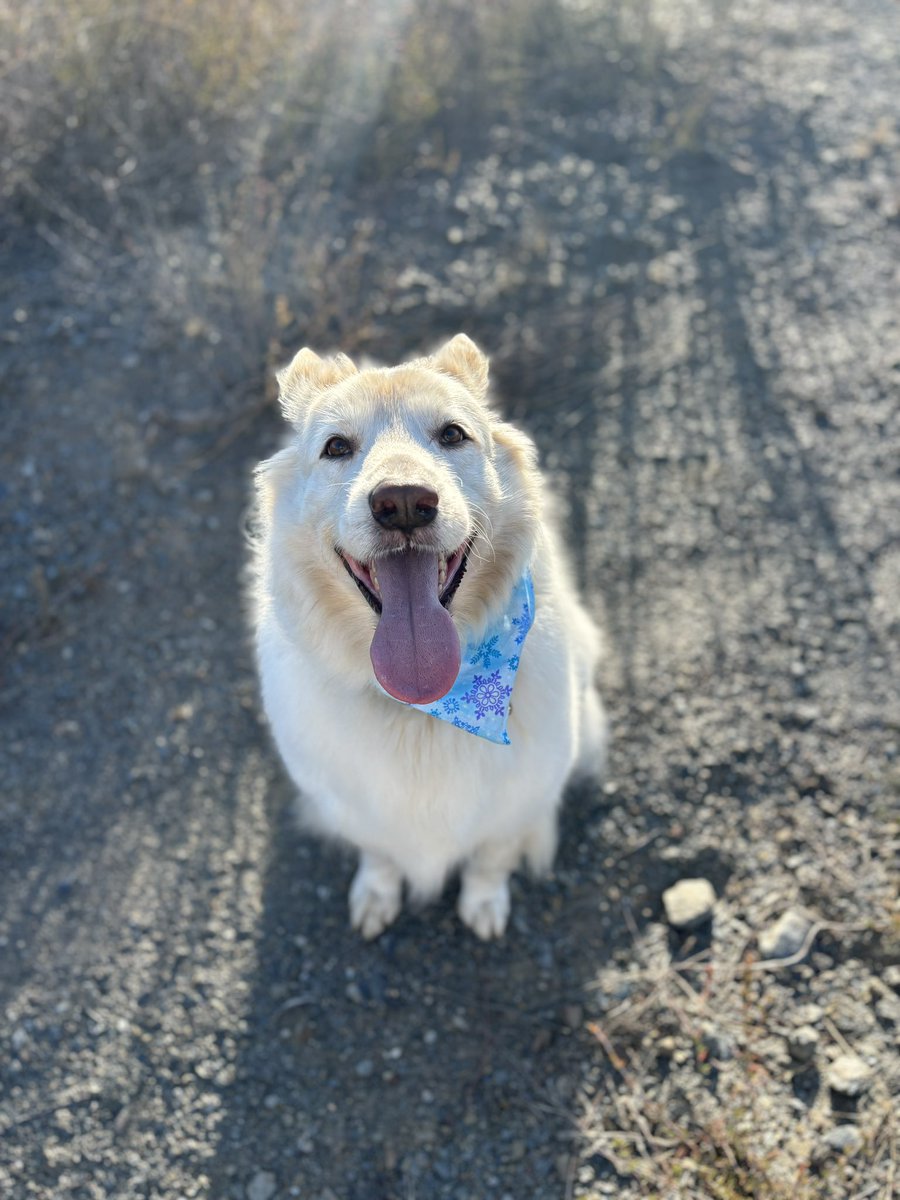 Good morning, patriots. It is a great day here in the hills outside Lake Elsinore, California-70 degrees. King Midas says hello. #veteranshelpingveterans #VeteranSuicideAwareness #writingcommunity