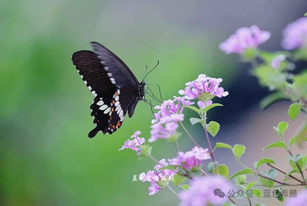 _Nature_View's tweet photo. https://t.co/msKGbs2e6t