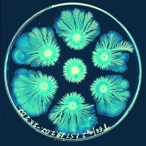 Microbial Art These beautiful structures illustrate the coping mechanism that bacteria have learned to employ as they adapt to hostile environments. 🦠 🖼️