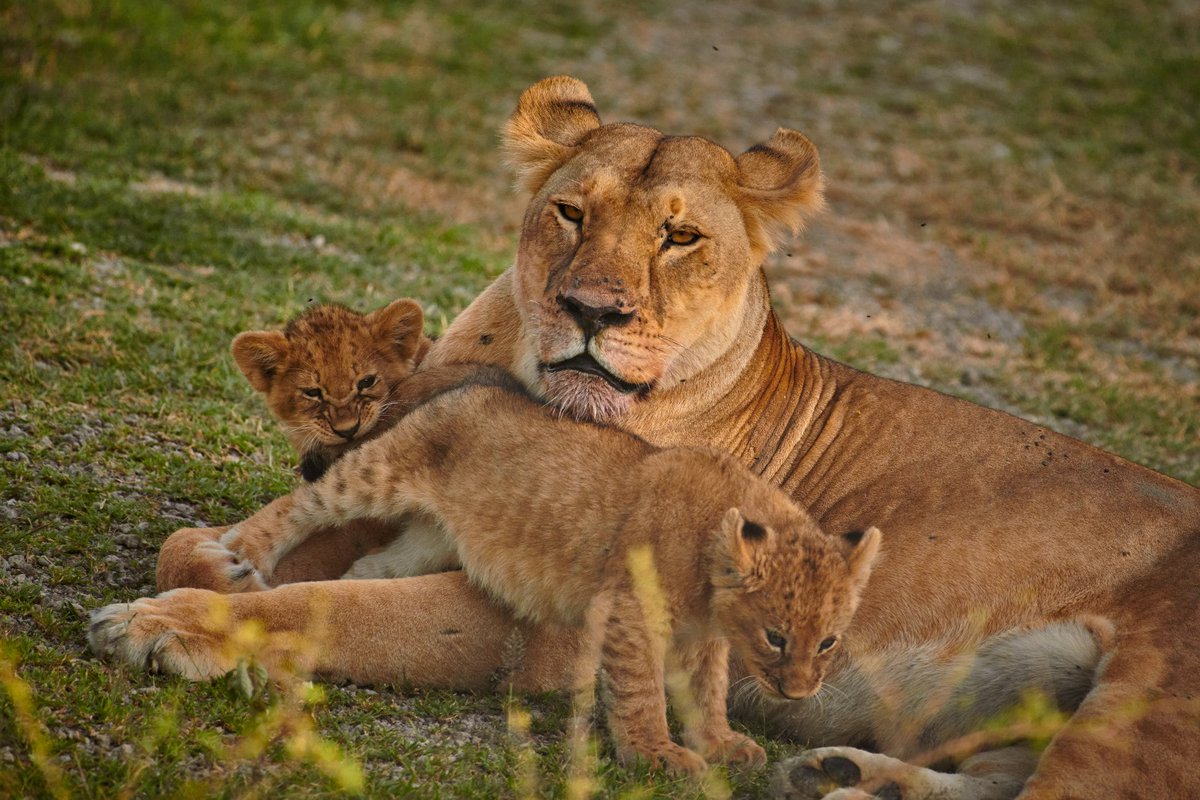 Look at those cute little ones…🦁🦁..Funny. 😆. That’s Sandra with her two cubs | Ndutu | Tanzania
.
.
#eastafricanlions #lionsoftanzania #magicaltanzania #lions #bbcwildlife #animallife #lionsofafrica #bownaankamal #cutelions #animalplanet #mammalwatching #natgeod…