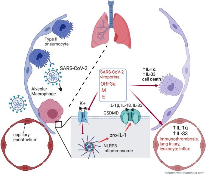 A new study highlights the essential role of macrophages as the major inflammasome-activating cell population in the lungs and point to endothelial cell expressed IL-1α as a potential novel component driving the pulmonary immunothromobosis in COVID-19. nature.com/articles/s4142…