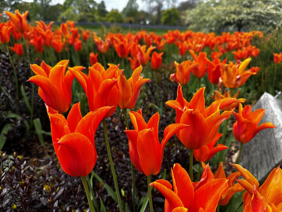 These bright and bold Tulipa ‘Ballerina’ are adding a splash of colour to the Wellbeing Garden up at RHS Hilltop. Come and explore to find many seasonal gems in bloom. Plan your visit at rhs.org.uk/wisley