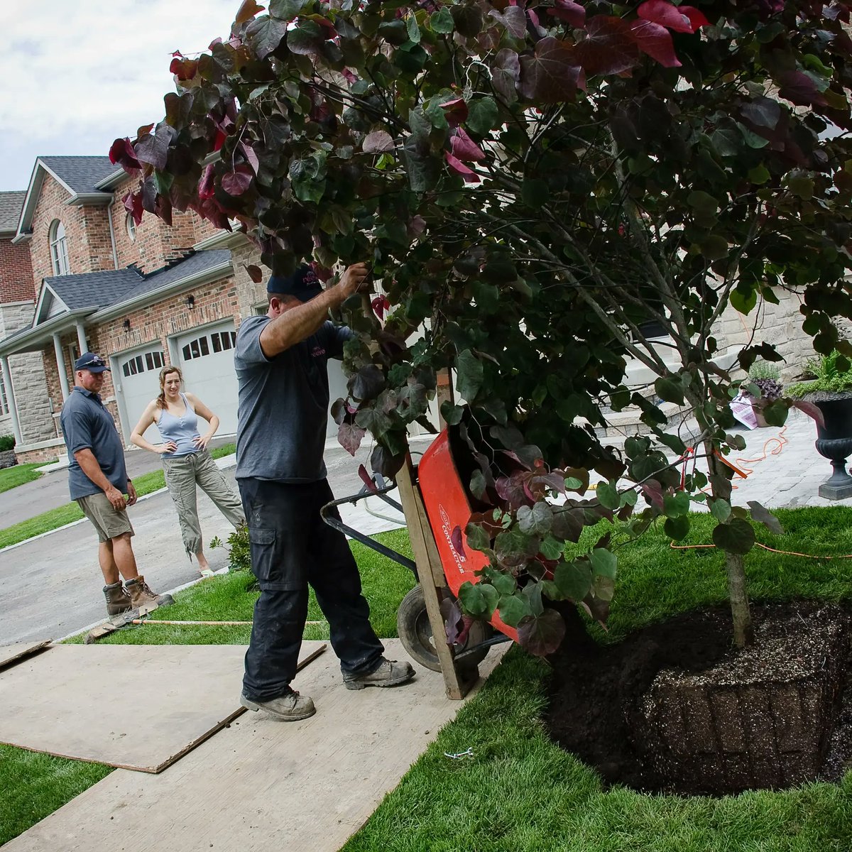 🌱Happy #SoilConservationWeek! By reintroducing mycorrhizal fungi into soil when planting, we can bring life back into damaged soil and do so in an environmentally sustainable way. #SoilHealth