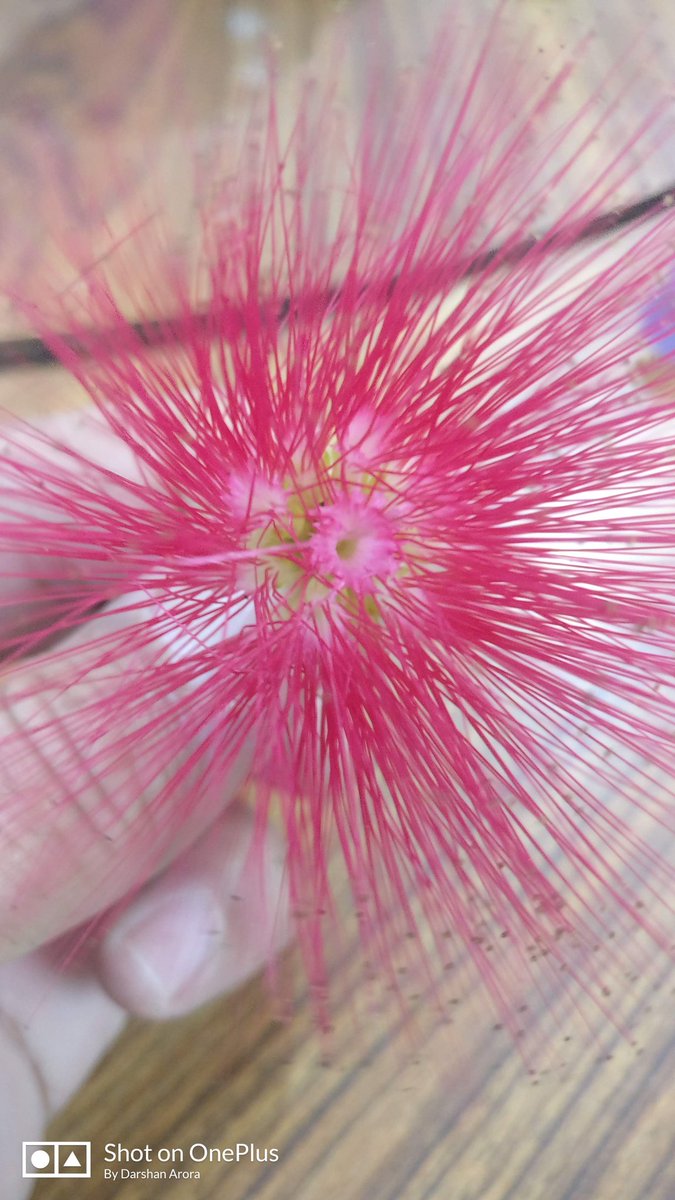 arorafbd's tweet photo. Flower photography
Share a #singleflower 🌻 https://t.co/CQ0To8Ikyc