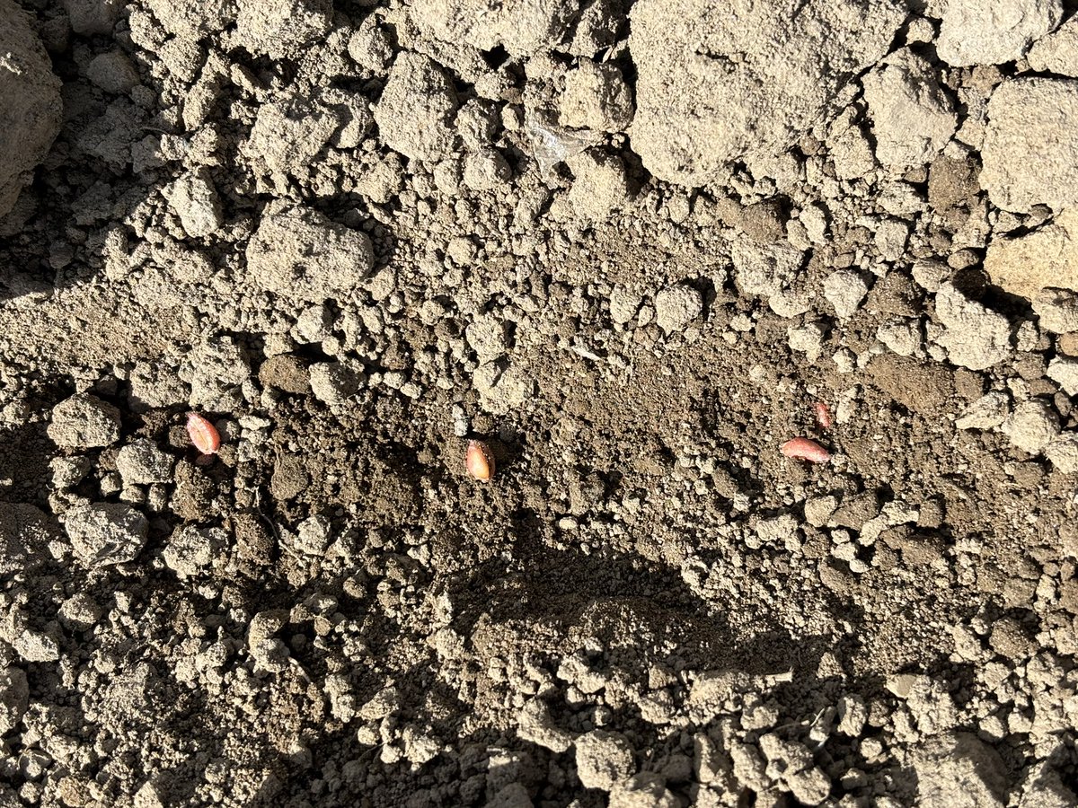 Agronomysilvers's tweet photo. Spring wheat in the ground and the seed bed is looking terrific ready for pre-em and working land up for maize drilling under plastic this Friday / Saturday @AgriiUK #progressisbeingmade #agronomy #cropwalking #backbritishfarming🇬🇧 https://t.co/4X2HZb5AGy