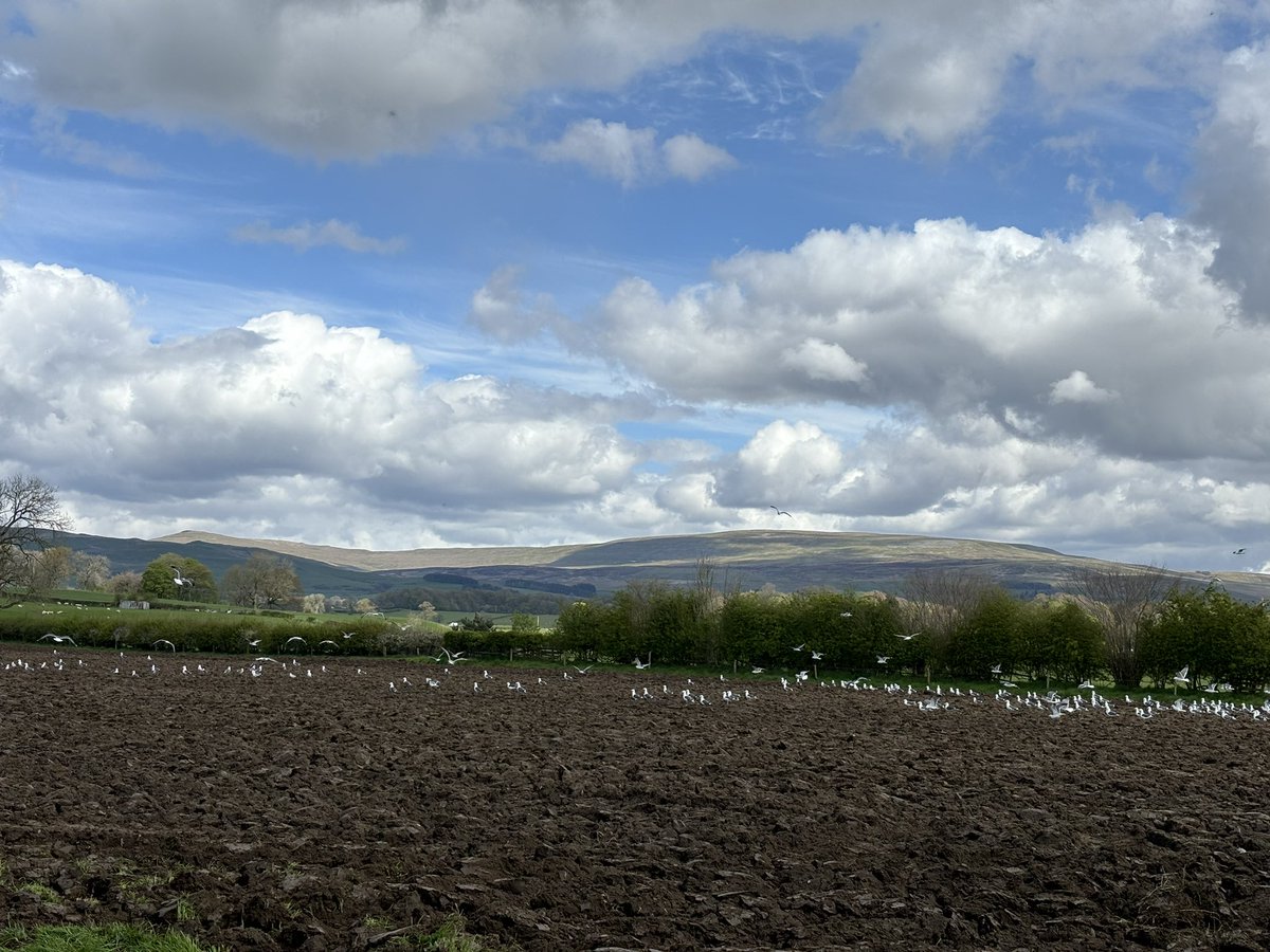 Agronomysilvers's tweet photo. Spring wheat in the ground and the seed bed is looking terrific ready for pre-em and working land up for maize drilling under plastic this Friday / Saturday @AgriiUK #progressisbeingmade #agronomy #cropwalking #backbritishfarming🇬🇧 https://t.co/4X2HZb5AGy
