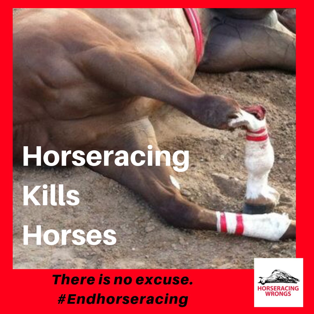 I wish main-stream media would do an investigative story on #HorseRacing to bring attention to the unnecessary harm it causes the horses.”  Dianna B. – Dallas, TX #Sports? Really? horseracingwrongs.org/2024/04/24/ano…