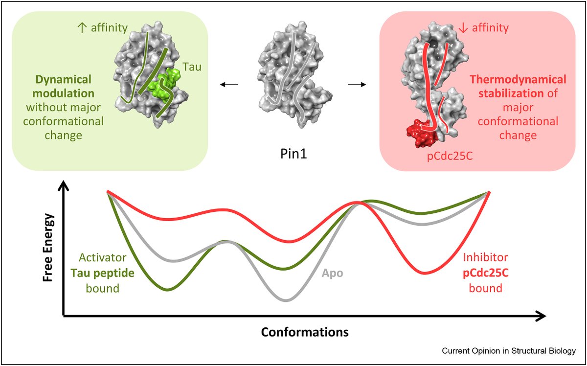 Zoe Cournia (@zoecournia) on Twitter photo Our review "Machine learning approaches in predicting allosteric sites" with F Nerin <a href="/ALLODD_ITN/">ALLODD</a> is now open access at <a href="/COSB_CRSB/">Current Opinion/Research in Structural Biology</a> @elsbiomedchem sciencedirect.com/science/articl…. The full issue on "Sequences & Topology" and #allostery is now open! Read it here: sciencedirect.com/journal/curren… Our review "Machine learning approaches in predicting allosteric sites" with F Nerin <a href="/ALLODD_ITN/">ALLODD</a> is now open access at <a href="/COSB_CRSB/">Current Opinion/Research in Structural Biology</a> @elsbiomedchem sciencedirect.com/science/articl…. The full issue on "Sequences & Topology" and #allostery is now open! Read it here: sciencedirect.com/journal/curren…
