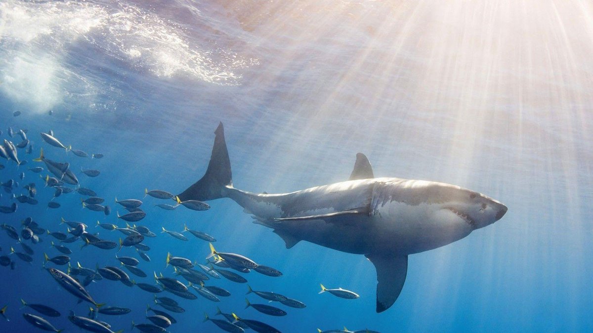 Looking for the ultimate #SharkCagediving experience in South Africa? encounter Great White Sharks and or copper #sharks . We take you to meet one of nature’s most feared predators in Gansbaai, the #GreatWhiteShark #whiteshark
sharkcagediving.mobi