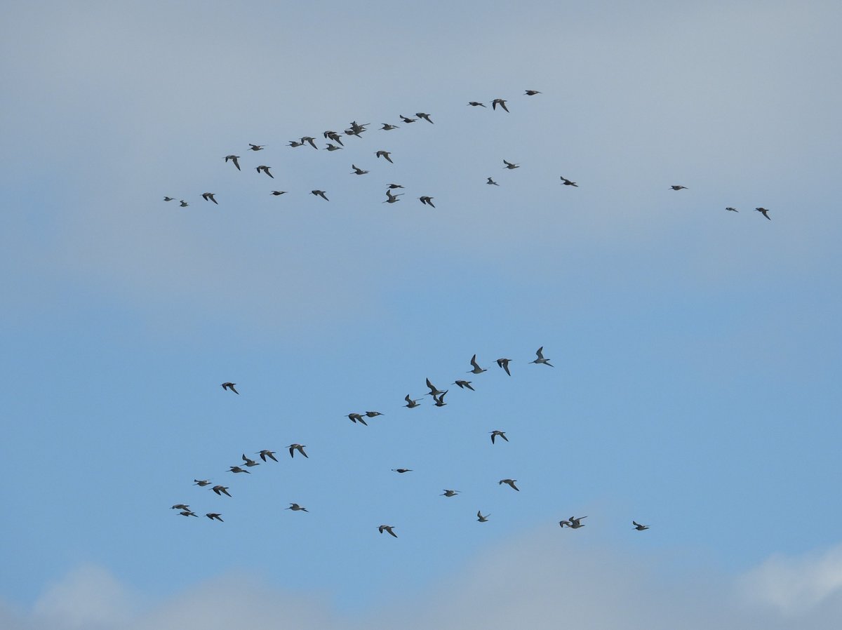 It is a rare privilege to experience the departure of migratory #shorebirds in 1part of the world & be there as the birds arrive elsewhere. Tim Oortwijn of @NIOZwdrc had it. He witnessed departing bar-tailed #godwits @PNBancarguin in mid April & arrivals on Texel ca week later.