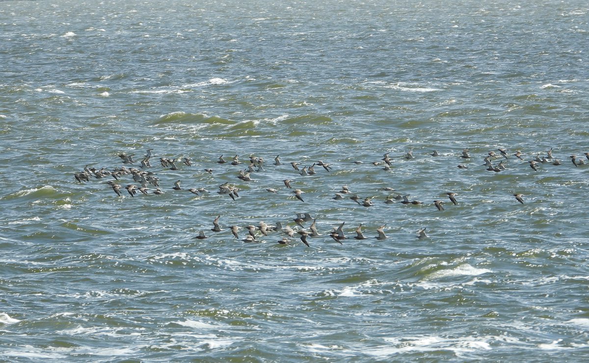 Global Flyway Network tweet media