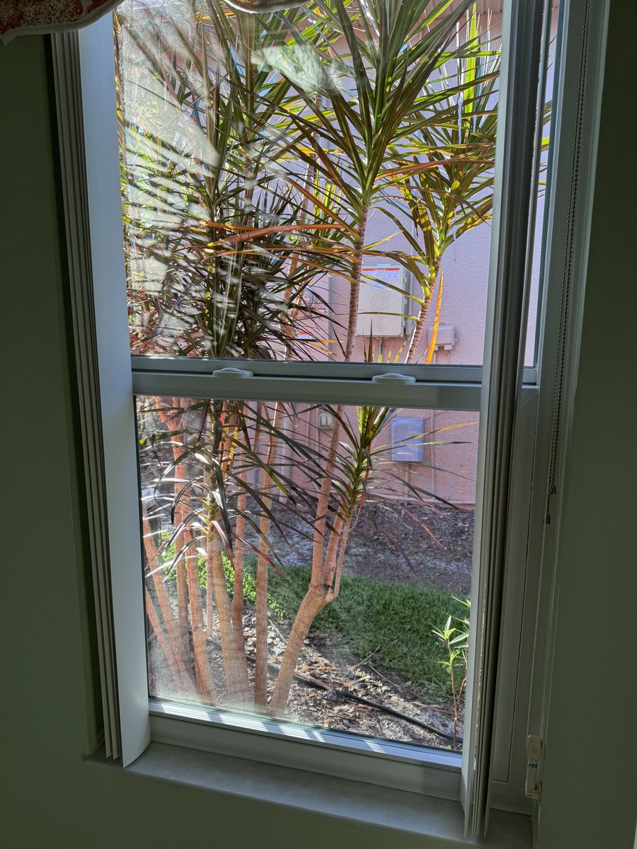 I love the shading this yucca casts on the window when the sunlight hits it first thing in the morning.