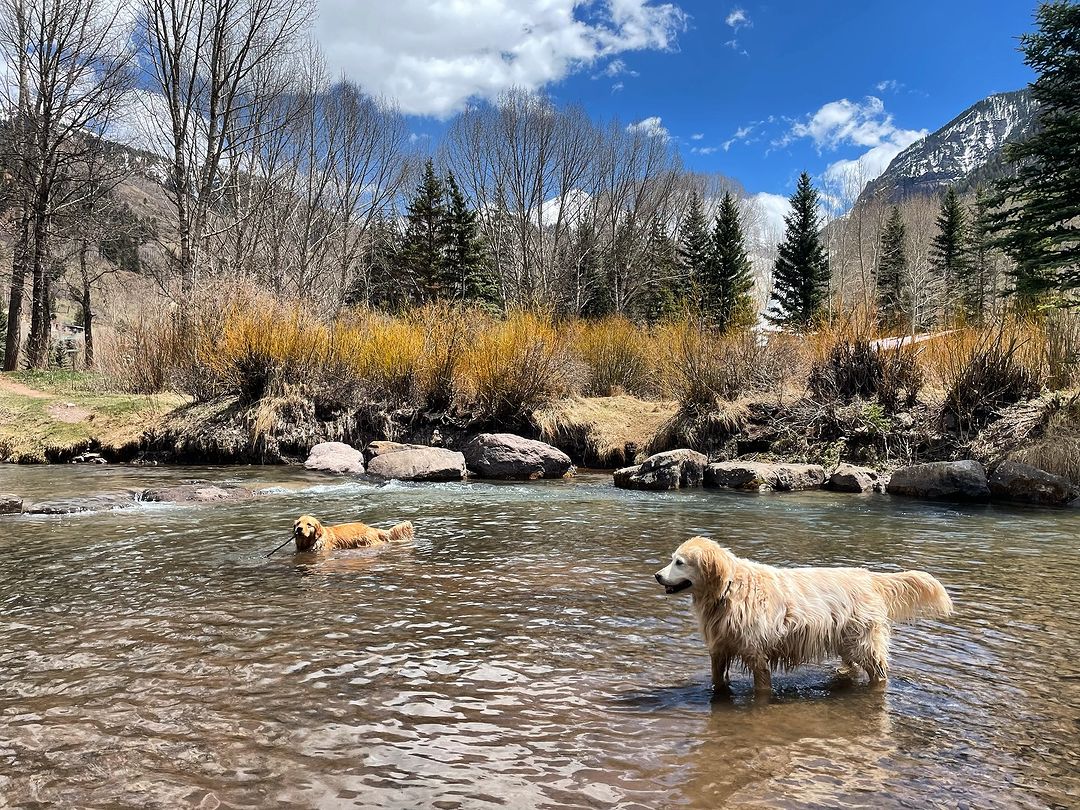 Spring swims in the San Miguel ❤🐾 📸: IG/jude_and_peg