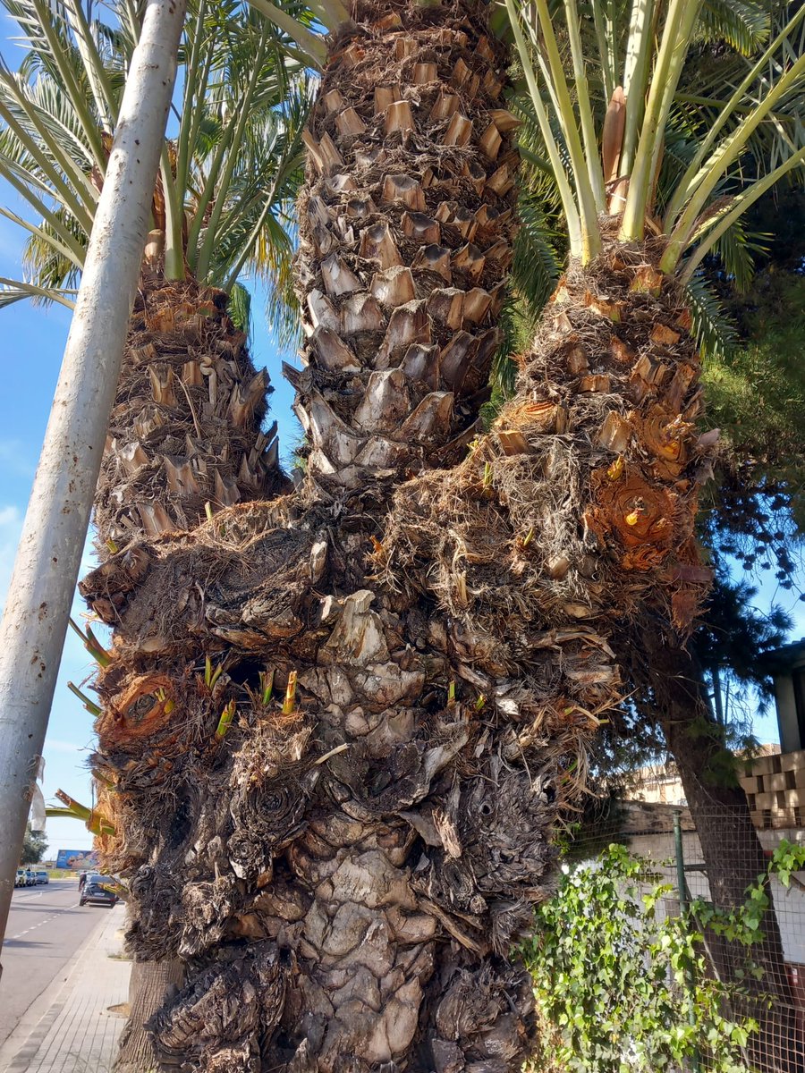 Un arbolista en zona mediterránea tambien tiene que manejar palmeras. Y me encanta. Pocas referencias hay para su cuidado así que uno tiene que formarse día a día mediante la observación, análisis, comparación, experiencia e intuición.