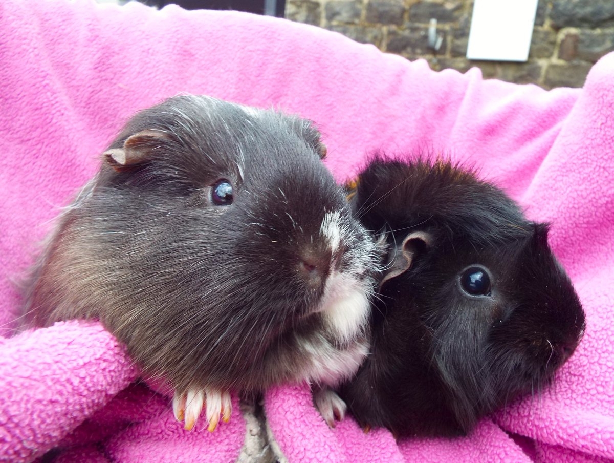 Lola & Zola need a home together, #guineapig sisters both 3 years old. Owner was moving into a flat & couldn't take them. Both are very timid and will need time & patience to settle down. Details here soon- bleakholt.org/lancashire-ani… 🐾 #AdoptDontShop #guineapigs #ThursdayThoughts