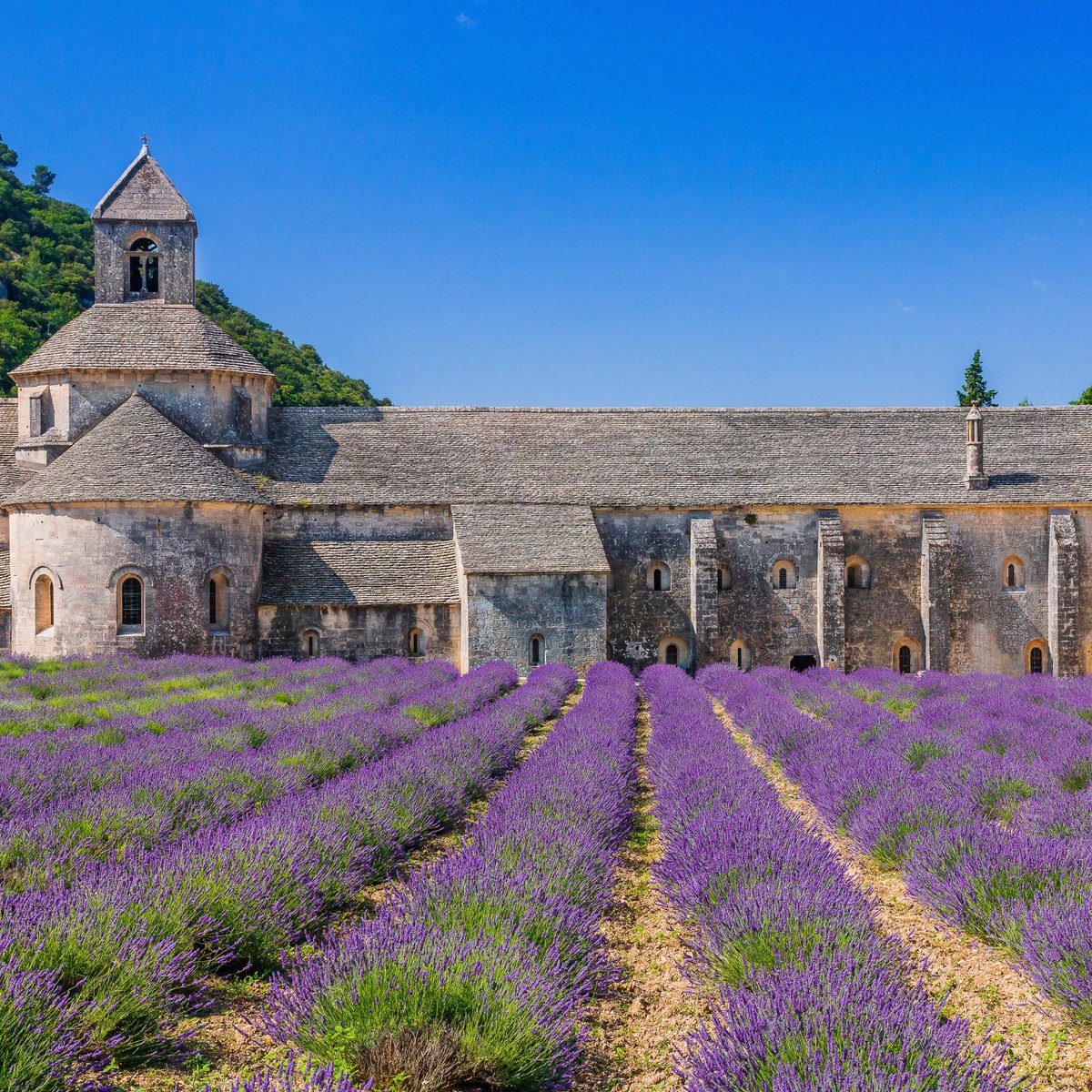 Ready to explore Provence and experience the magic of the lavender fields? Start your journey in picturesque towns like Valensole and Sault, known for their sprawling lavender fields and charming atmosphere. Then, venture to iconic landmarks such as the Senanque Abbey and the…