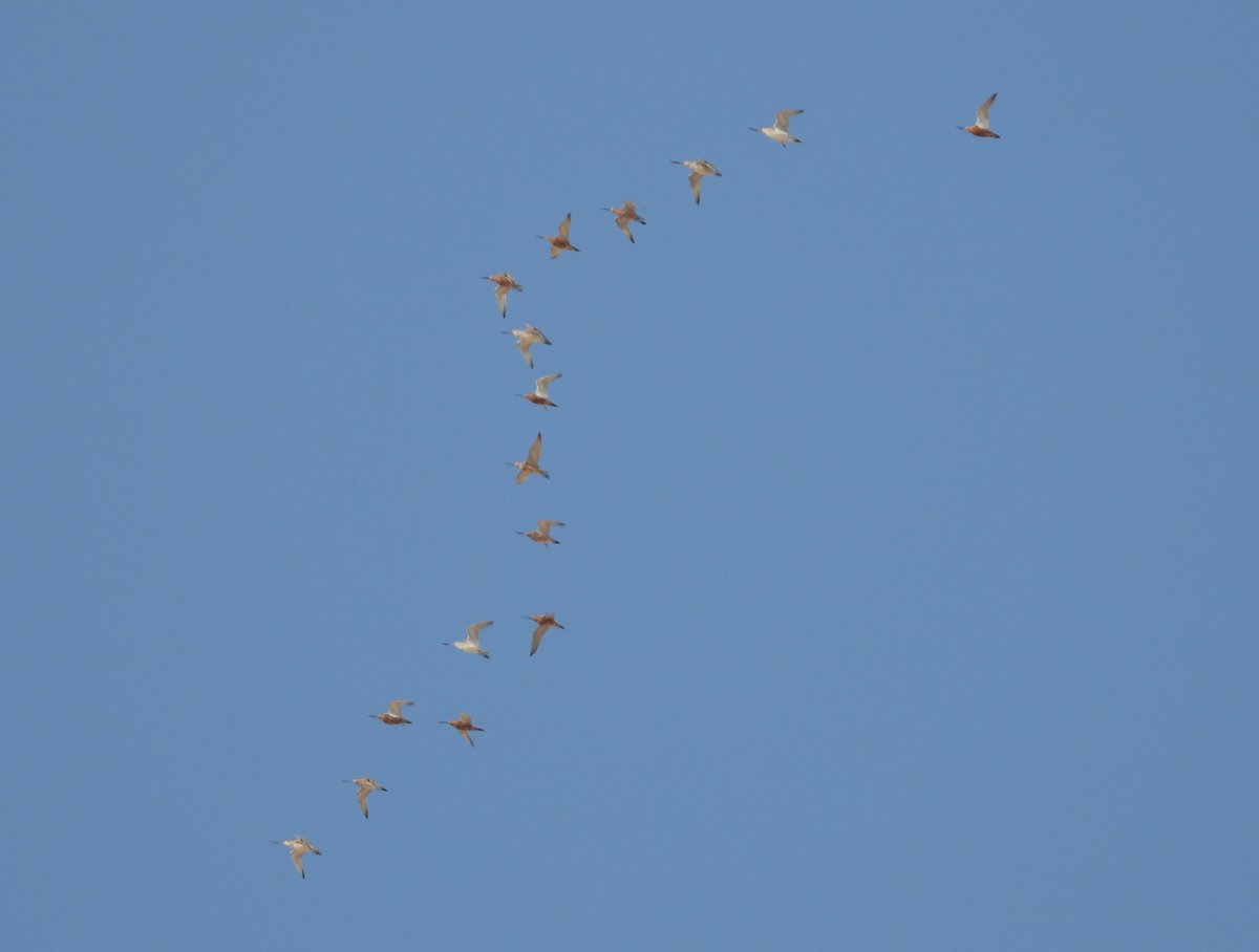 Global Flyway Network tweet media