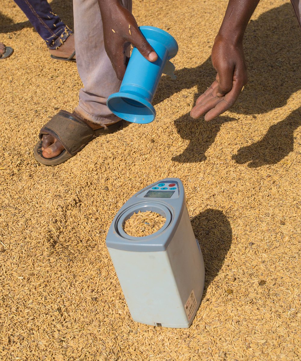 AwuniPhoto44899's tweet photo. Do you know the local rice is the best rice among the poliah rice ,embark the journey with me as i used my pictures to tell you the starting product and the end product π
#theghanaianfarmer
#Eatghanarice
#letspromoteourown
#eatlocalrice https://t.co/nrbjbTVkhJ