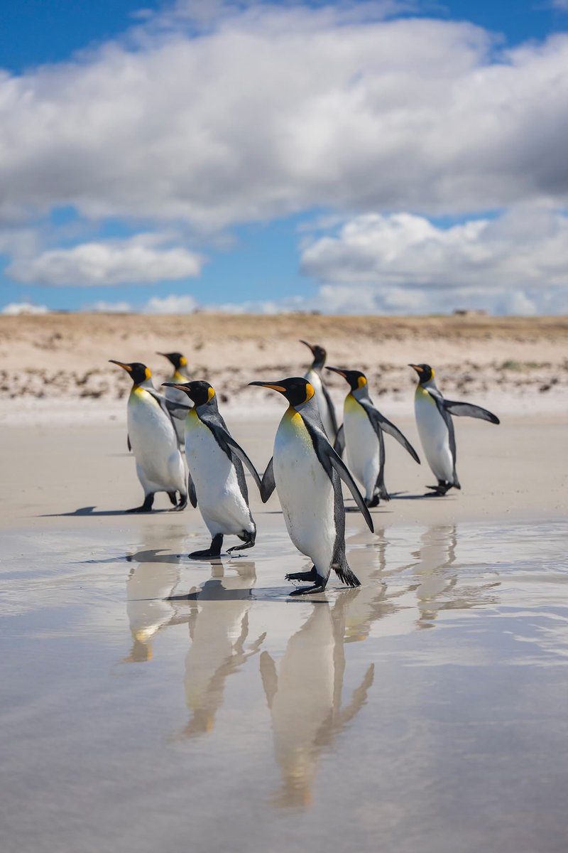 Bugünün #WorldPenguin (Penguenler Günü) olduğunu duymuşlar.. 🤭🐧🏃‍♀️ 

📸: @jordanbanksphoto ~ Nikon Z 9 + NIKKOR Z 24-70 f/2.8
70mm | f/2.8 | 1/10000 | ISO 200 ~ 

#NikonZ9 #NIKKORZ #penguenler #penguins #yabanhayatıfotoğrafçılığı #falklandislands #nikonphotography #Nikonturkiye