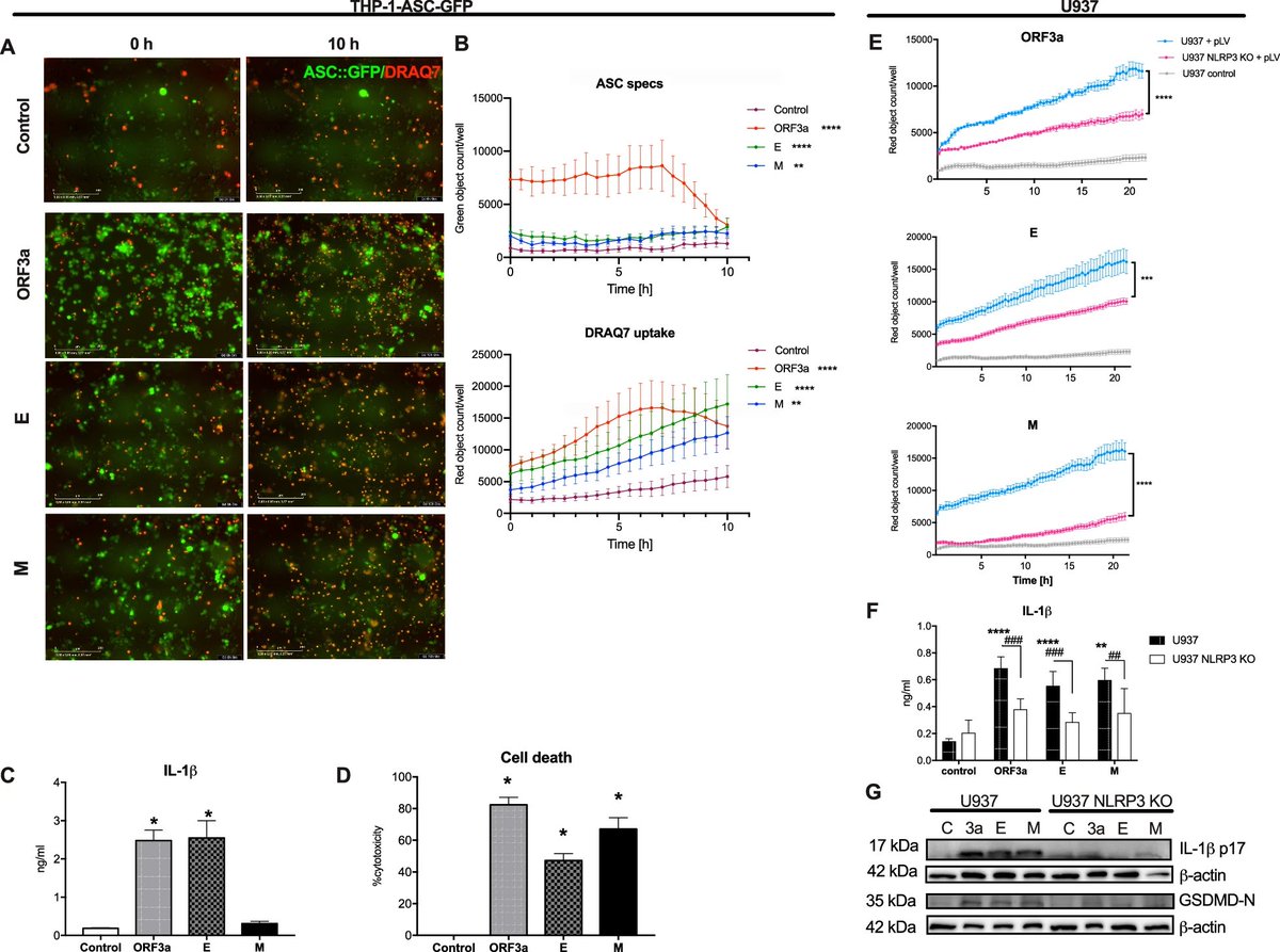 Here, the researchers confirmed that SARS-CoV-2 viroporins ORF3a, E and M are capable of triggering NLRP3 inflammasome activation in human macrophages and inducing pyroptosis-like cell death in alveolar epithelial and endothelial cells. 4/
