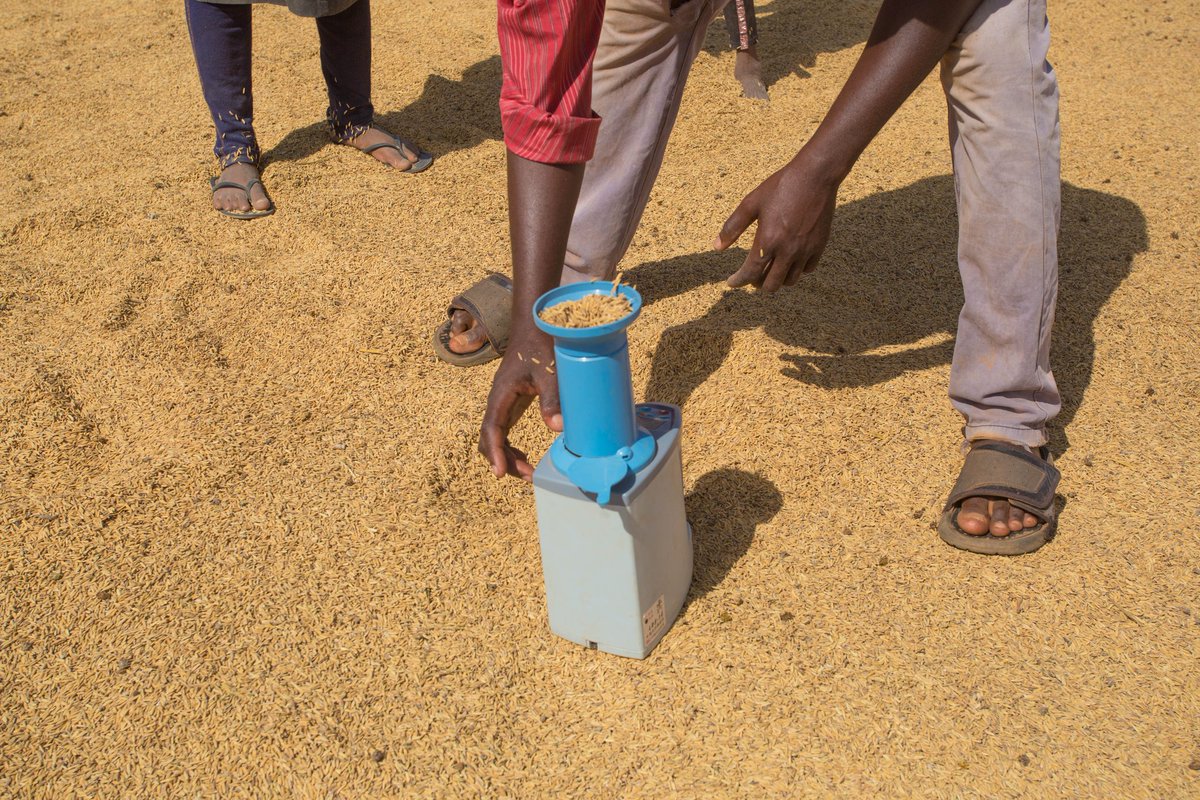 AwuniPhoto44899's tweet photo. Do you know the local rice is the best rice among the poliah rice ,embark the journey with me as i used my pictures to tell you the starting product and the end product π
#theghanaianfarmer
#Eatghanarice
#letspromoteourown
#eatlocalrice https://t.co/nrbjbTVkhJ