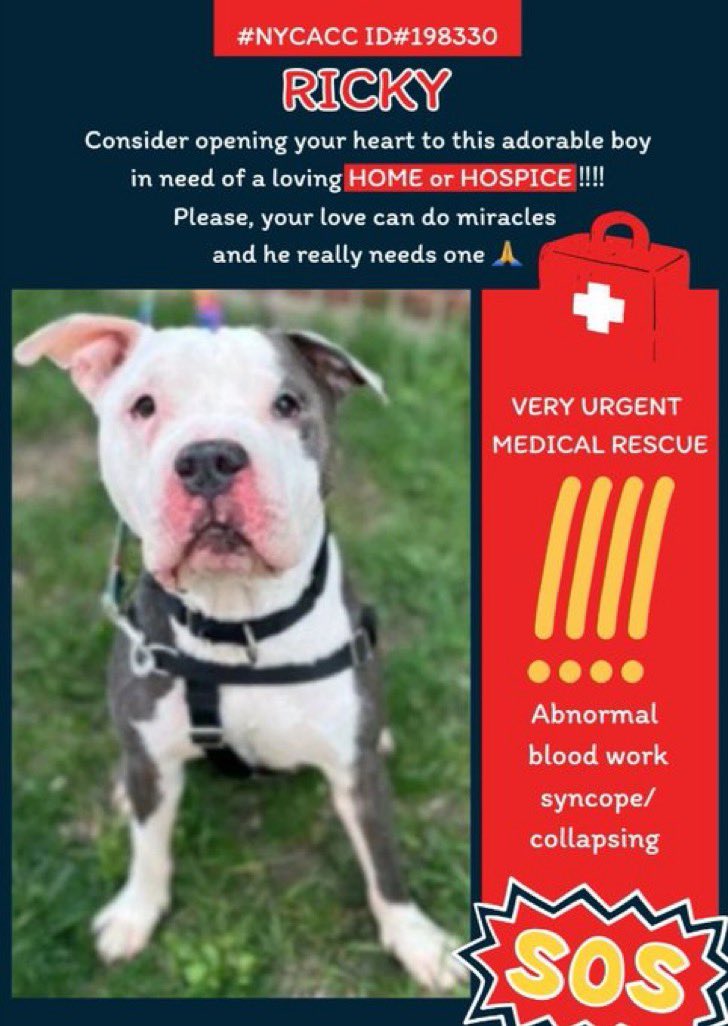 🆘🐶 Ricky 🏥🛟 #NYCACC #NewYork Special Urgent Request for Ricky 😔 ✨ Needs enough pledges for medical & a foster hero or fospice 🙏🏽✨ Please share good boy Ricky. Help him know safety & love #FostersSaveLives
