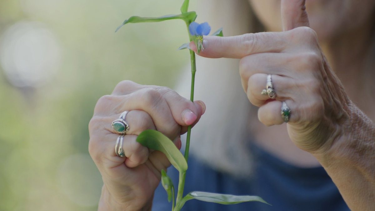 U of Minnesota Extension Master Gardener #volunteers are your neighbors! And at-home gardening projects, such as Val’s #pollinator garden in <a href="/Hennepin/">Hennepin County</a> County, allow for hyper-local connections and conversations. <a href="/HCMGs/">Hennepin County Master Gardeners (HCMGs)</a> z.umn.edu/MG-action