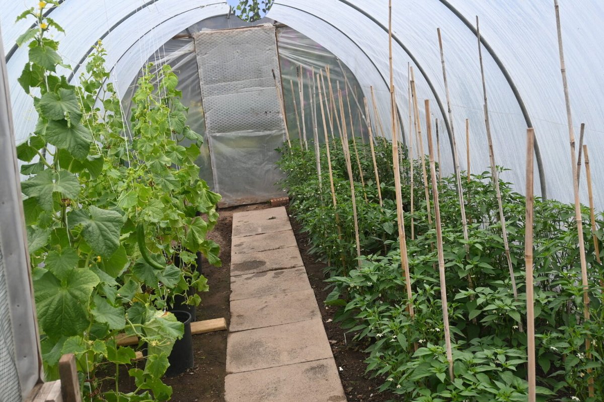 Did you know HMP Dumfries has an amazing garden, which supports the health and wellbeing of inmates and staff, and produces around £5000 of veg each year - all used in the prison kitchens. Visit our #GoodFoodStories page to read more >> dgsustainablefoodpartnership.org/community-food…