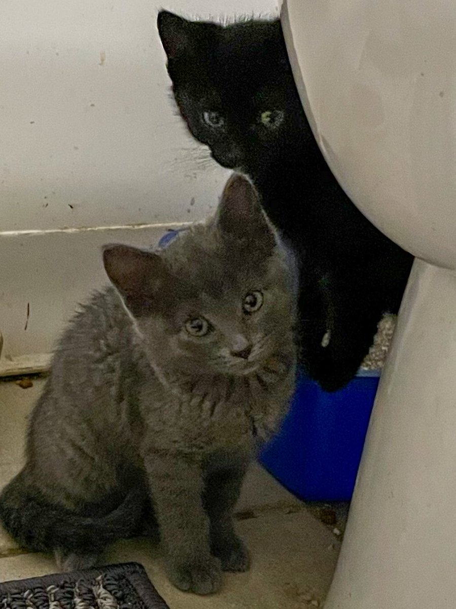Two of my three foster kittens peeking around the toilet trying to decide if the human can be trusted. 

Available for adoption at the Bonita Shelter in San Diego once they grow up a little and get socialized (probably 06/2024).

#kittens #fosterkittens