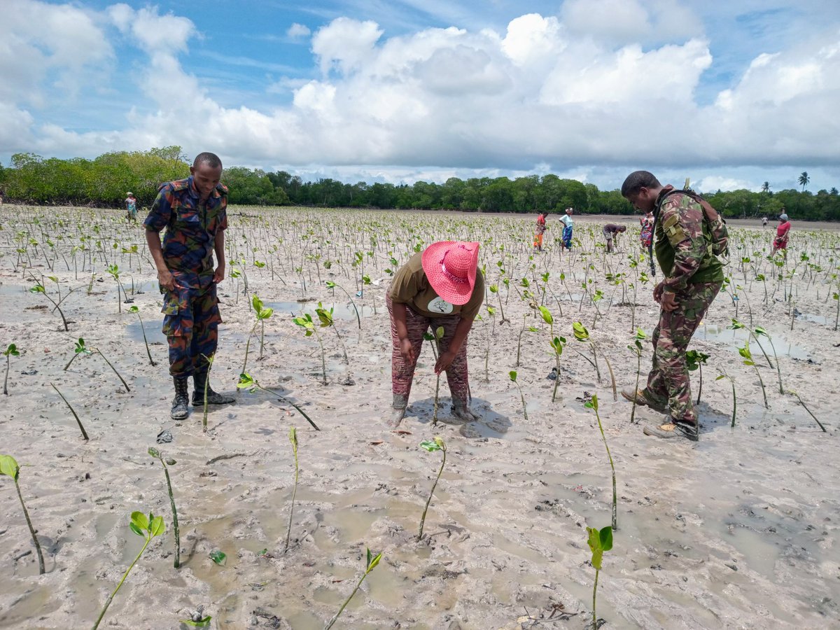 Today our Green up Kenya campaign at Mida creek Watamu was a joint KDF exercise in partnership with Equity Bank , @AfricaGreens , and the community. A total of 100,000 mangroves were planted. @kdfinfo @StateHouseKenya @Environment_Ke