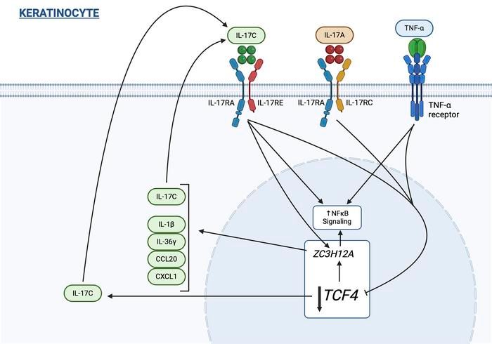 Suppression of TCF4 promotes a ZC3H12A-mediated self-sustaining inflammatory feedback cycle involving IL-17RA/IL-17RE epidermal signaling: buff.ly/3JymXqf @PskinPscientist @VUMChealth @umichmedicine #Dermatology #Immunology