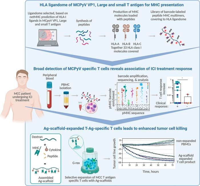 T antigen–specific CD8+ T cells associate with PD-1 blockade response in virus-positive Merkel cell carcinoma: buff.ly/4d4z0Jz @DTUtweet #Immunology #Oncology