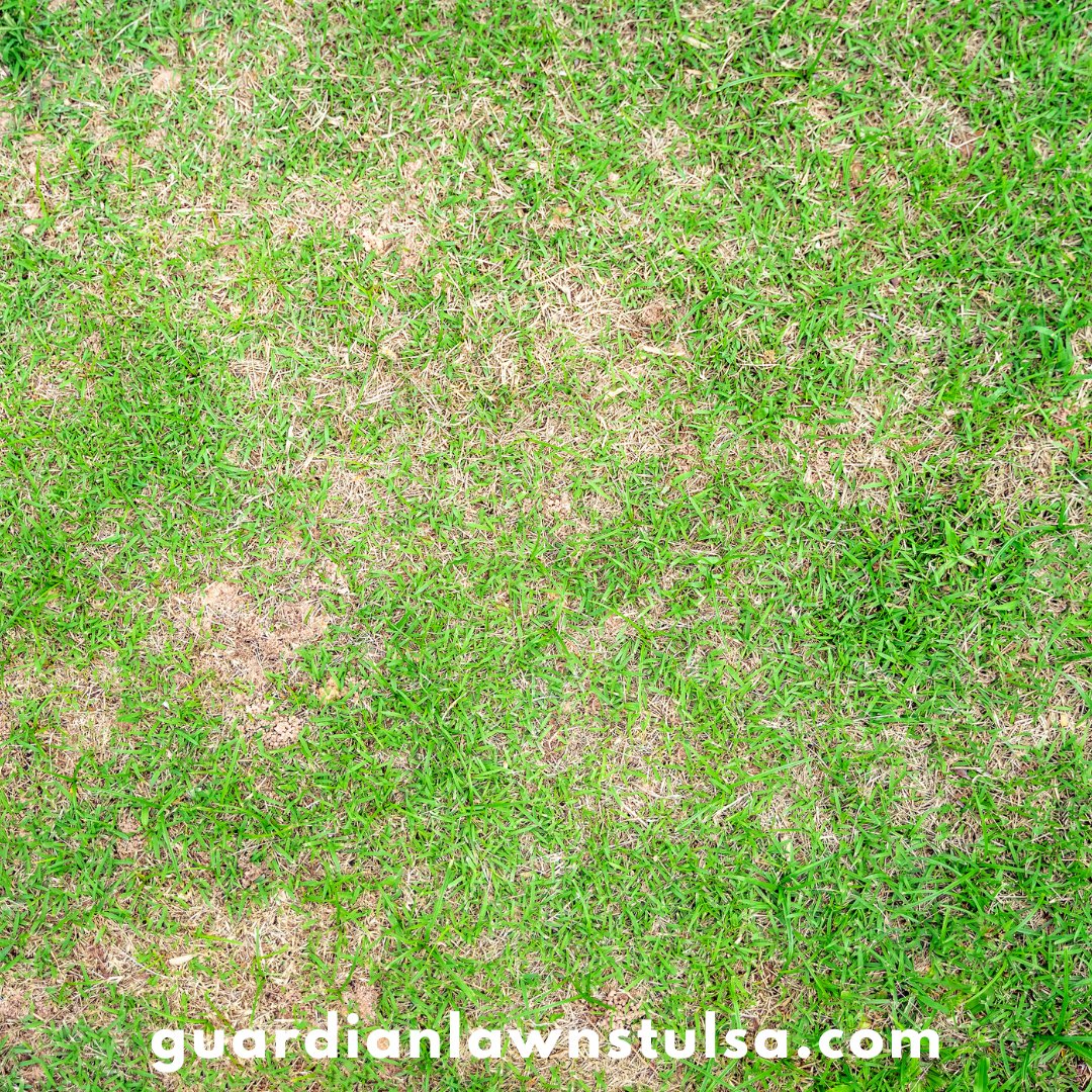 Overseed bare patches in your lawn to promote thick, uniform grass coverage. Learn more: guardianlawnstulsa.com 

#GuardianLawnCare #lawncare #lawntreatments #overseeding

guardianlawnstulsa.com