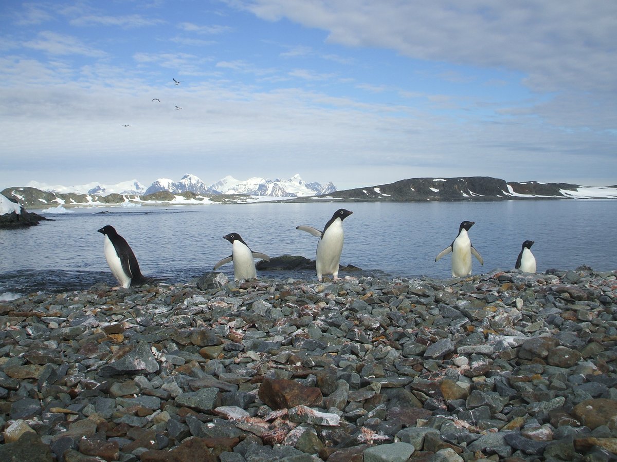 Apparently it's World #Penguin Day today! What a day to be alive! @WWF @BAS_News @PalmerLTER