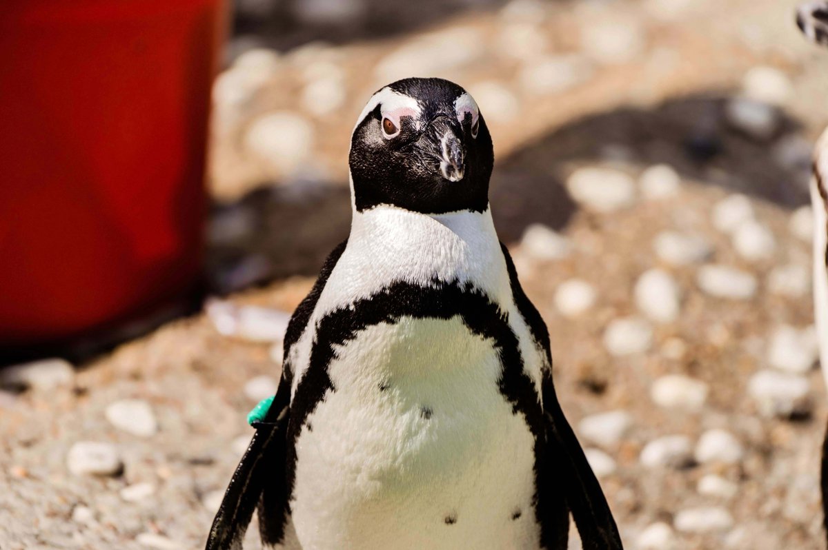 It's World Penguin Day! To celebrate, we're hosting some fun activities in front of Penguin Rock from 10 am to 3 pm. AND If you are one of the first 100 guests at Penguin Rock TODAY, you can get a free penguin plushie. Come hang out with our best-dressed birds. #memphiszoo