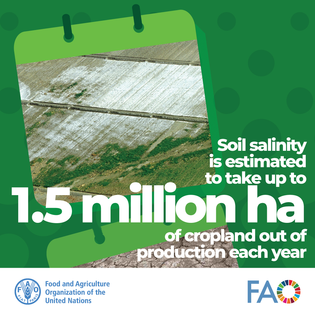 #DYK? Soil salinity is estimated to take up to 1.5 million ha of cropland out of production each year? Join the conversation with the Global Framework on Water Scarcity in Agriculture (#WASAG) on 29-30 April at @FAO HQ & online. More info➡️tinyurl.com/5f42cs5u