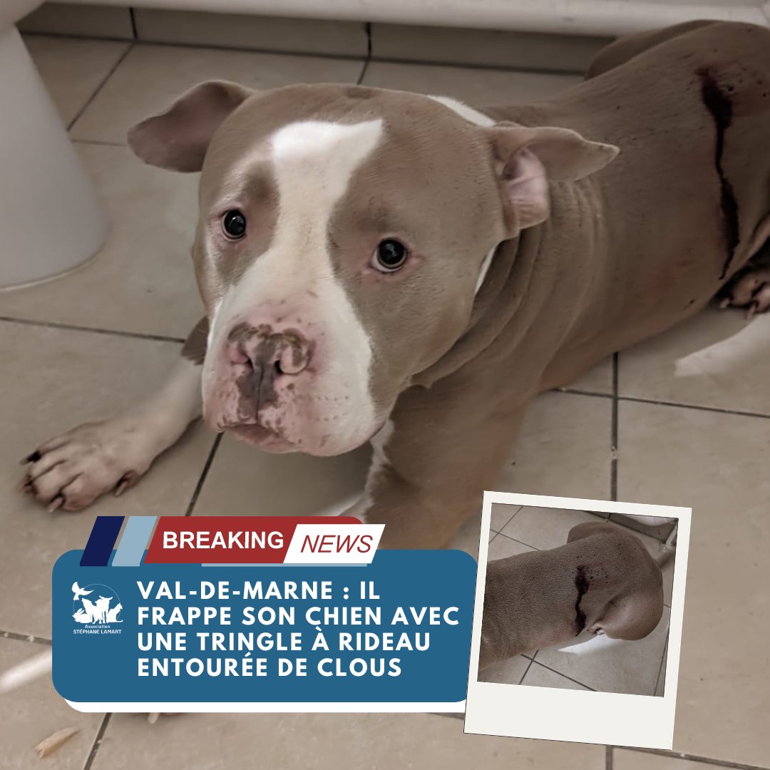 StephaneLAMART's tweet photo. 📰[NEWS ASSO']📰

Le 25 avril 2024, nous avons reçu un #signalement d'une #maltraitanceanimale qui s'était passée la veille, sur la commune de Limeil-Brévannes (94).

🔵Nous avons reçu une vidéo, envoyée par les voisins du suspect sur laquelle, à travers une porte blindée, nous pouvons entendre un #chien hurler de douleur ainsi que des bruits de frappe que l’on peut deviner d’une extrême #violence au vu des hurlements de l’animal.

🔵Le voisin était en train de frapper son chien avec une tringle à rideau sur laquelle il avait ajouté des clous au bout, transperçant ainsi la peau du pauvre #animal. Ce dernier, vivrait dans les toilettes et servirait de souffre-douleur et de punching-ball à son maître depuis longtemps.

➡️Nous avons immédiatement déposé #plainte ce matin auprès du commissariat de Villeneuve-Saint-Georges pour actes de cruauté, et avons également demandé une #réquisition judiciaire afin de saisir le chien.

➡️L'individu a été placé en garde à vue, notamment pour les faits d'actes de #cruauté envers son animal.