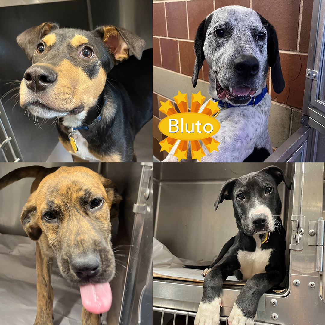 GREAT NEWS! This SUNDAY, our mobile adoption unit is coming to PetSmart in Farmingdale, NY (241 Airport Plaza Blvd), 4/28/2024, from 11 am to 3 pm! In addition to these beautiful puppies, we’re also bringing two-year-old Hound mix, Bluto! It’s a GREAT opportunity to adopt your…