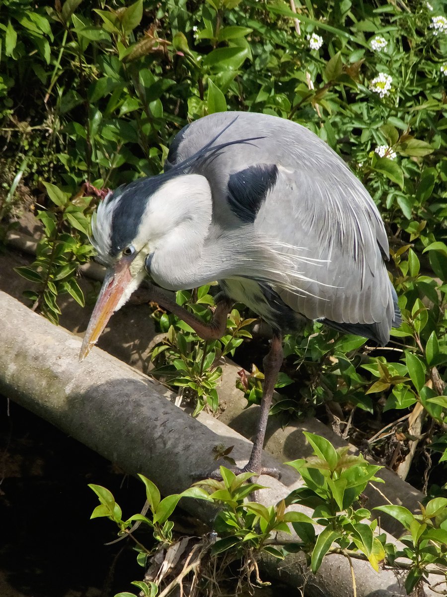 右脚で器用に顔を掻いていた

#アオサギ #青鷺 #蒼鷺 #greyheron