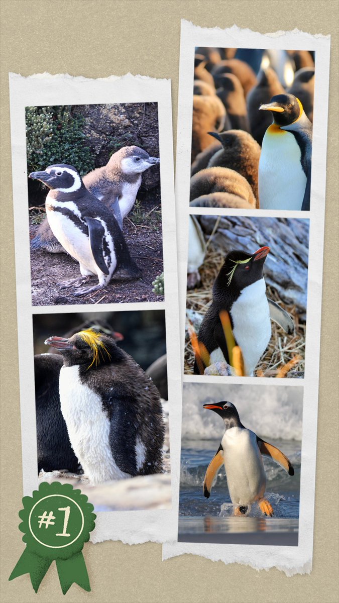 #WorldPenguinDay you say? Here's the five types of #penguin that live in the #Falklands - king, magellanic, rockhopper, gentoo and macaroni. Always delightful.