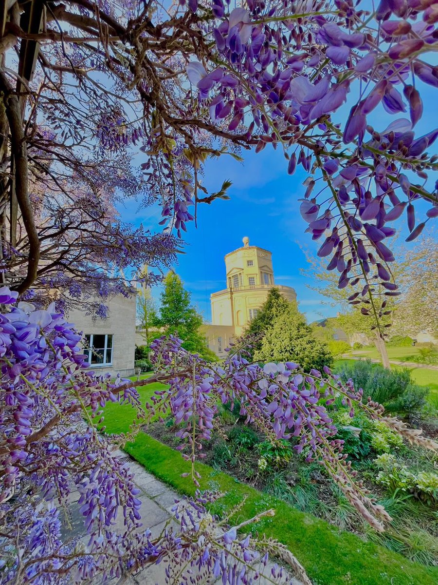 💜✨ Wisteria season is upon us 💜✨