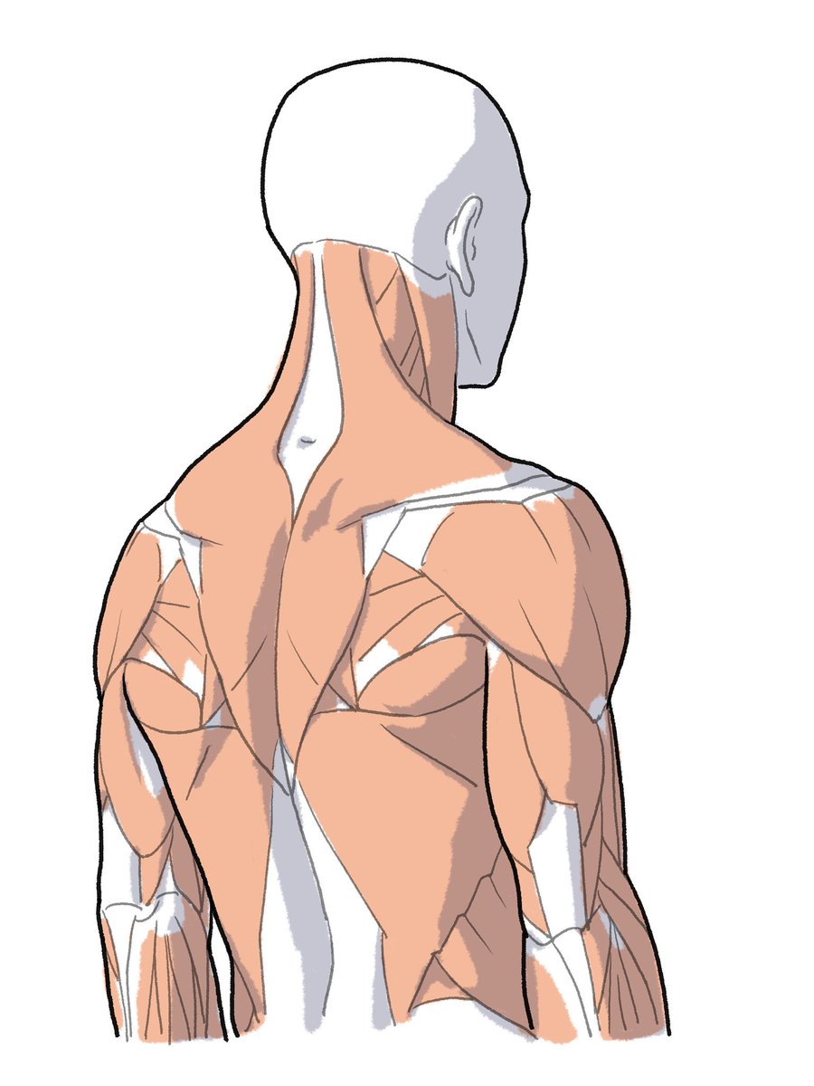 「筋肉色は筋と腱の段差を探すのに便利 」|伊豆の美術解剖学者のイラスト