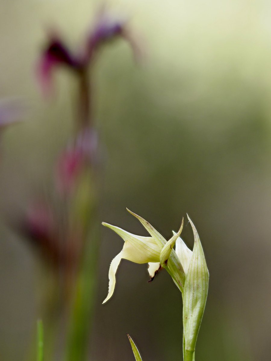 Serapias lingua L. (hipocromática). 10.04.2024 #orquídies #orquideas #orchids #Menorca #BalearsNatura #MenorcaBiosfera #biodiversity #biodiversitat
