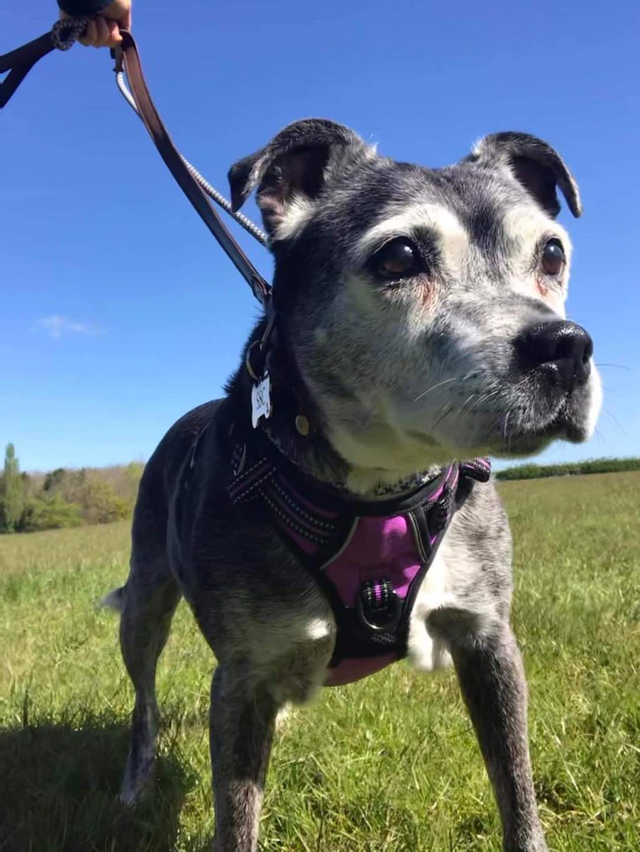 Newbie alert 📣 We have another new girl to introduce to you. Pretty Patsy is 14 years young. This lovely old lady came to us due to her owner’s ill health. She is settling in and having her assessments and health checks but feedback so far is she’s a gentle loving little lady 🥰