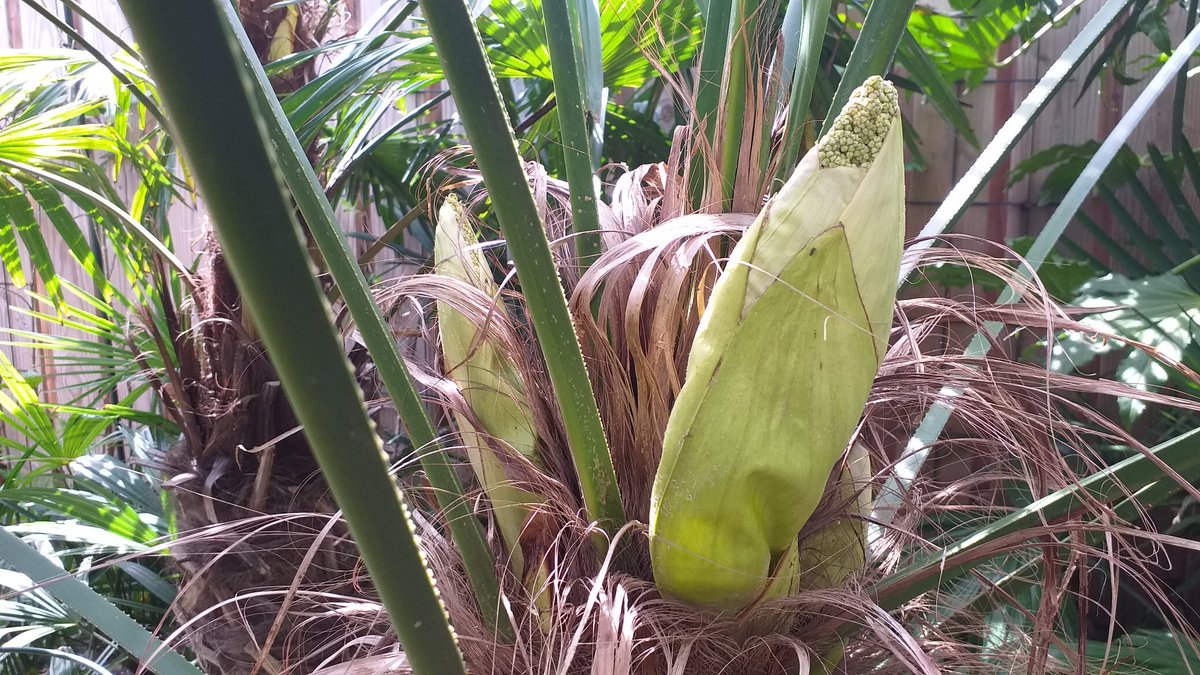 De laatste jaren loopt de bloei van mijn palmbomen niet echt synchroom. De mannetjes (geel) zijn al weer veel te snel. #TrachycarpusFortunei #TachycarpusWagnerianus