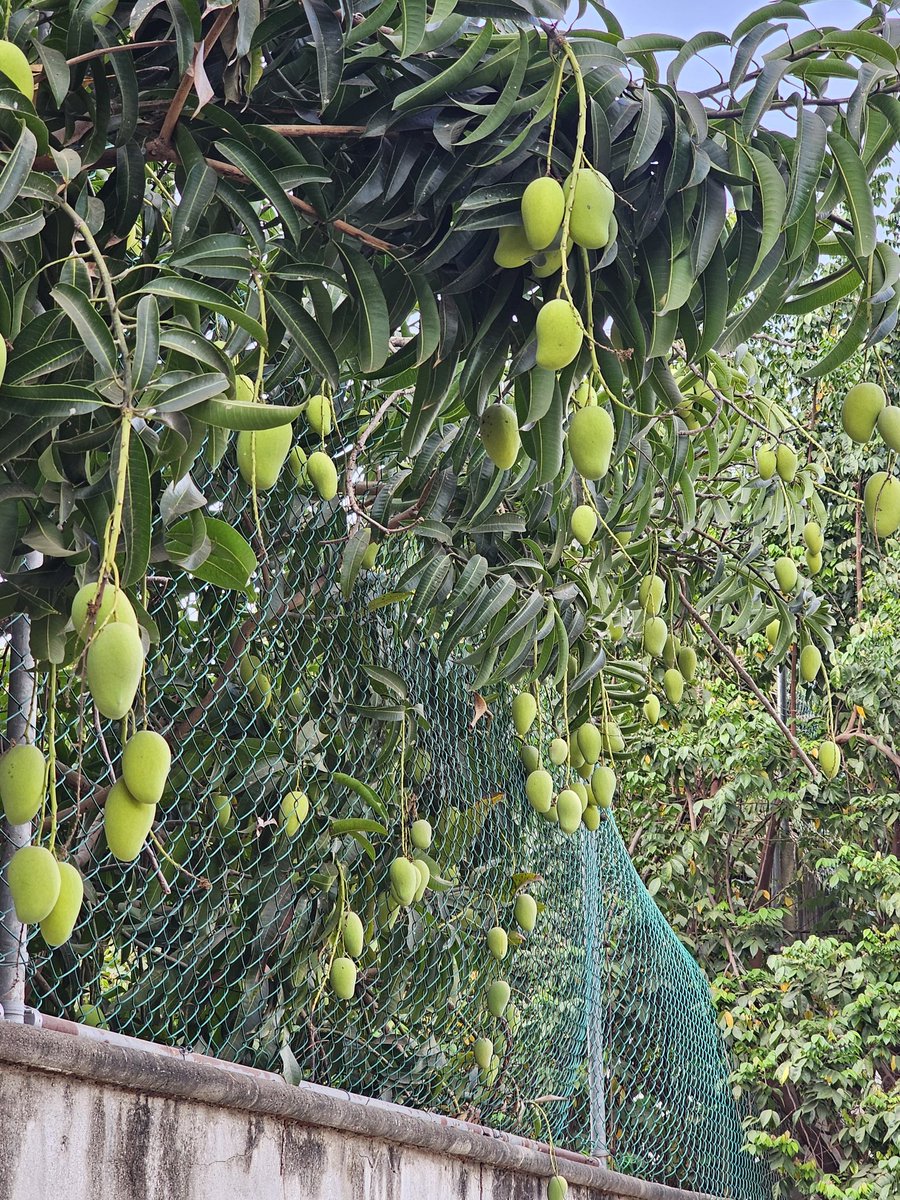 Ya mero están los mangos de mi vecino que están del lado de mi casa por tanto son los mangos míos de mi propiedad 😼✨️