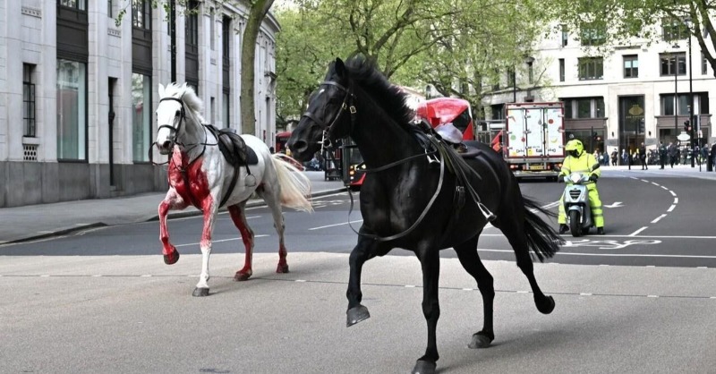 jacarandafm's tweet photo. VIDEO: Terrified bloody horses run through city causing chaos.
#JacaDrive #DriveWithRobandRoz