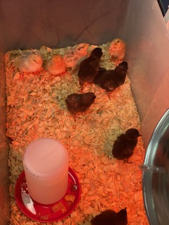 Every spring MISD elementary librarians collaborate with the Science department to hatch baby chicks in their libraries. The entire campus has access to learn about life cycles. #morethanbooks #collaboration #LifeReady #Vison2030 #MisdLibLove #SchoolLibraryMonth24
@MansfieldISD